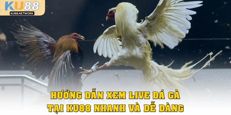 Hướng dẫn xem live đá gà tại Ku88 nhanh và dễ nhất