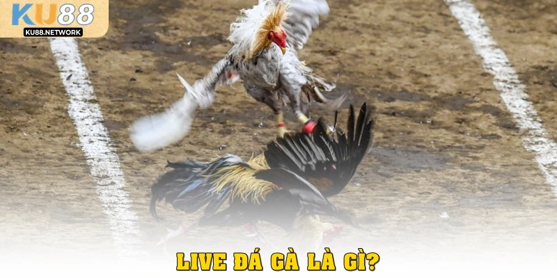 Live đá gà là gì?