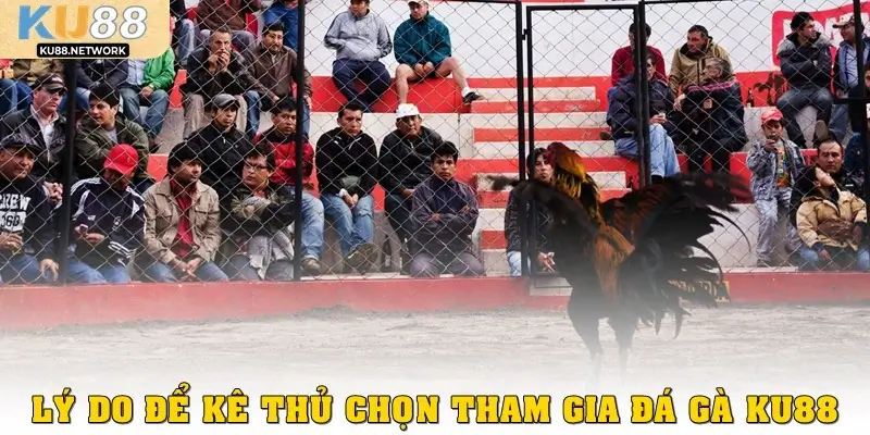 Lý do để kê thủ chọn tham gia đá gà Ku88
