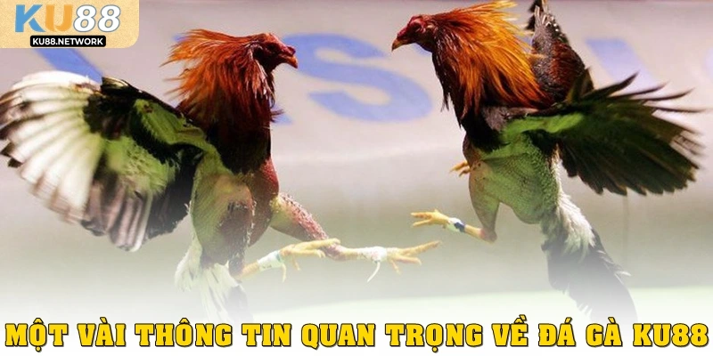 Một vài thông tin quan trọng về đá gà Ku88